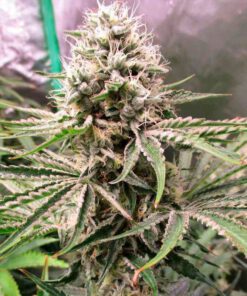 Fast Amnesia (5-pack)