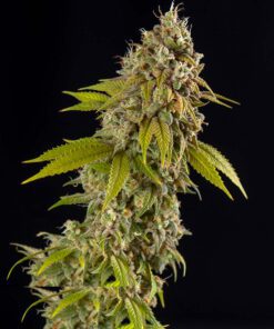 Fast Girl Scout Cookies (5-pack)