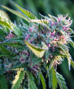 Papaya Kush (5-pack)