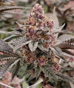 Tropicana Cherry (5-pack)