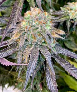Mimosa x Orange Punch (5-pack)
