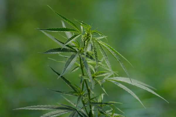 Thai landrace genetics for breeders - cannabis plant